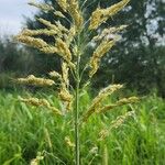 Panicum miliaceumHedelmä