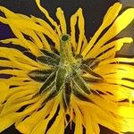 Crepis biennis Flower