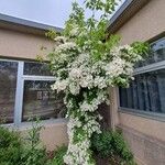 Cornus florida Foglia