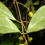 Rinorea hummelii Fruit