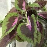 Coleus decurrensLeaf