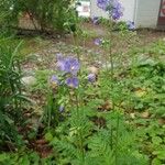 Polemonium foliosissimum Fiore