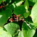Viburnum lantana Folla