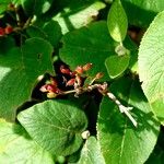 Viburnum lantana Blad