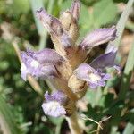 Orobanche nana Кветка