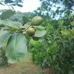 Lafoensia glyptocarpa Frucht