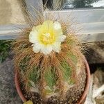 Parodia magnificaVirág