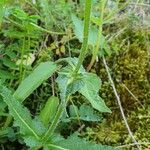 Salvia × sylvestris Rinde