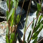 Linum catharticum Leaf