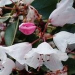 Rhododendron callimorphum Інше