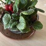 Saintpaulia ionantha Hoja