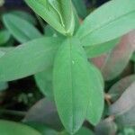 Hypericum beanii Likasa