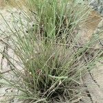 Eleocharis geniculata Leaf