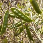 Vicia monantha Fruchs