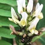 Astragalus boeticus Blüte