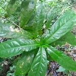 Panopsis sessilifolia Leaf