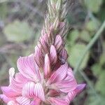 Onobrychis viciifolia 花