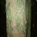 Chaetocarpus schomburgkianus Corteza
