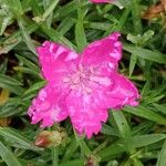 Dianthus gratianopolitanus Bloem