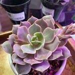 Echeveria derenbergii Foglia