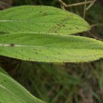 Psiadia anchusifolia Lehti