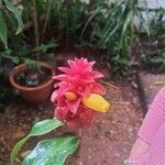 Costus barbatus Flower
