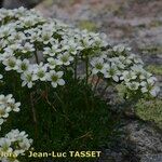 Saxifraga pentadactylis Flower