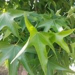 Liquidambar orientalisЛист