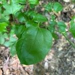 Smilax rotundifolia Leaf