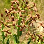 Hesperis tristis Квітка