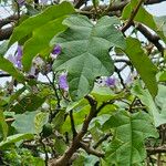 Solanum wrightii Liść