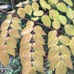 Aralia spinosa Blatt