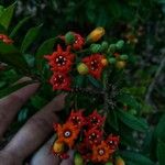 Bonellia macrocarpa 花