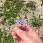 Viola cucullata Flower