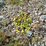 Veronica bellidioides Vekstform