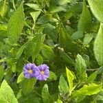 Lycianthes rantonnetii Fula