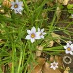 Sisyrinchium rosulatum Fiore