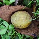 Juglans cinerea Fruit