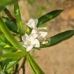 Tabernaemontana catharinensis Floare