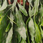 Rhipsalis occidentalis Frunză