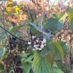 Cornus sericeaFruitua