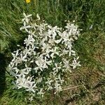 Clematis recta Libunga