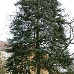 Pseudotsuga menziesii Hábitos