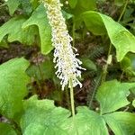 Achlys triphylla Flower