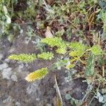 Rostraria cristata花