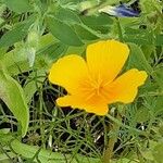 Eschscholzia caespitosa Flor