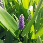 Pontederia cordata Flower