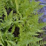 Woodsia oregana Hábitos