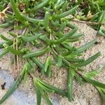 Delosperma cooperiLeaf