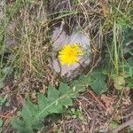 Aposeris foetida Flor